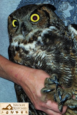 Great Horned Owl